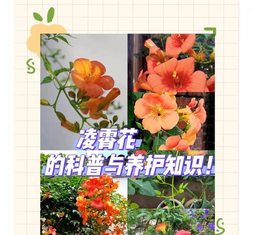凌霄花的花语有何寓意？