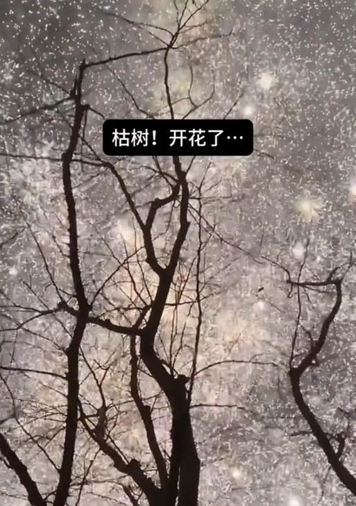 枯树开花的花语是什么？它象征着什么？