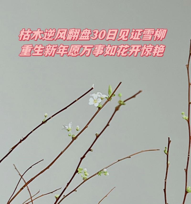 枯树开花的花语是什么？它象征着什么？