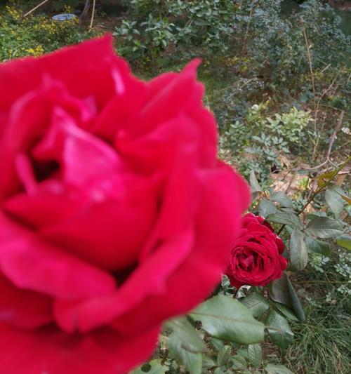 红色月季代表什么情感？花语有哪些含义？
