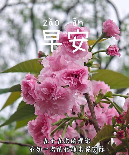 山茶与樱花花语有何不同？