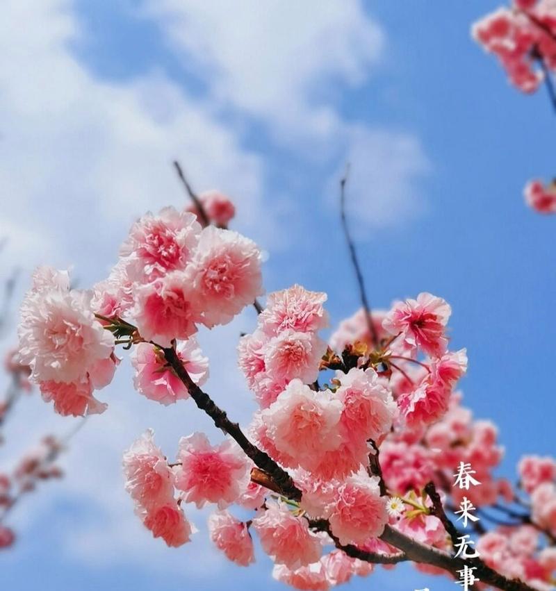 山茶与樱花花语有何不同？