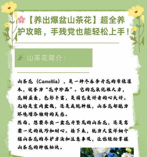 山茶与樱花花语有何不同？