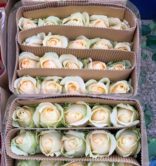 为爱痴狂花语是什么意思？这种花语表达了怎样的爱情观？
