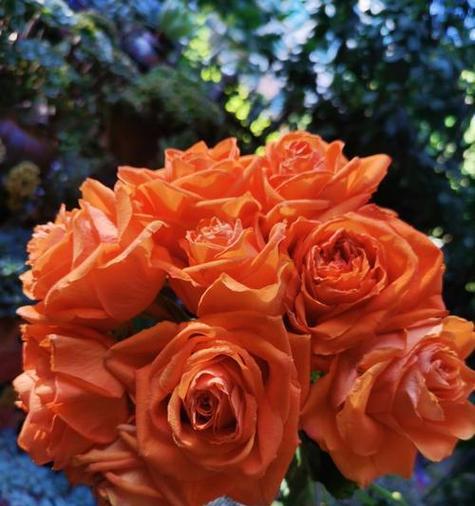 为爱痴狂花语是什么意思？这种花语表达了怎样的爱情观？