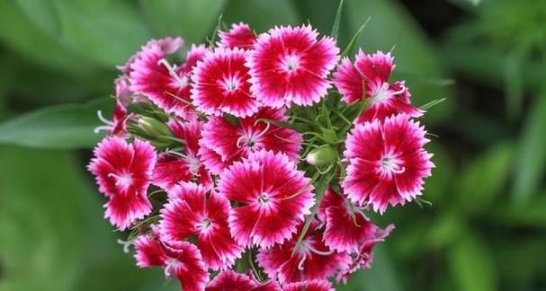 石竹花象征纯洁爱情的花语是什么？