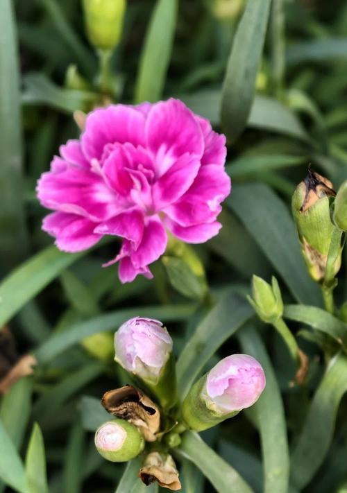 石竹花象征纯洁爱情的花语是什么？