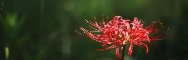 看不懂的花语是什么花？寓意有何特别之处？