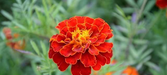 看不懂的花语是什么花？寓意有何特别之处？