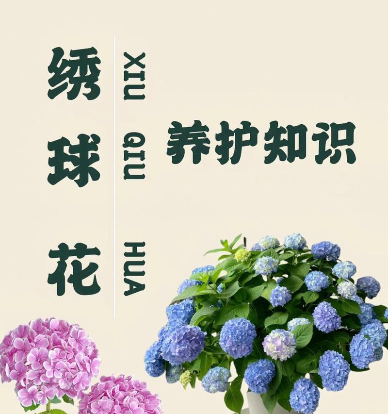 紫绣球花代表的寓意是什么？
