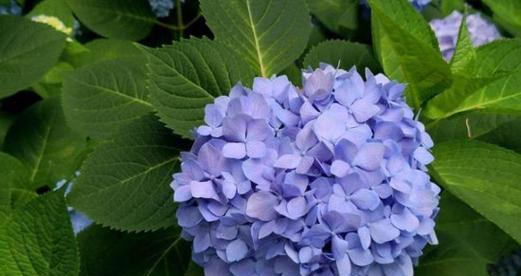紫绣球花代表的寓意是什么？