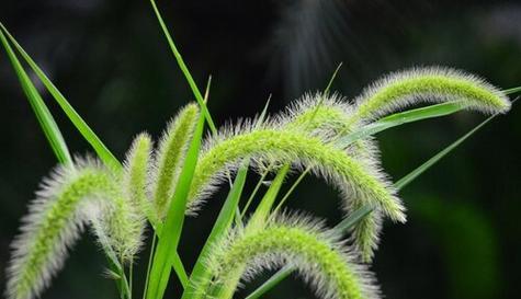 白丽群花语有何特别寓意？