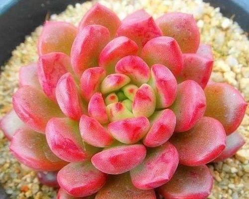 白丽群花语有何特别寓意？