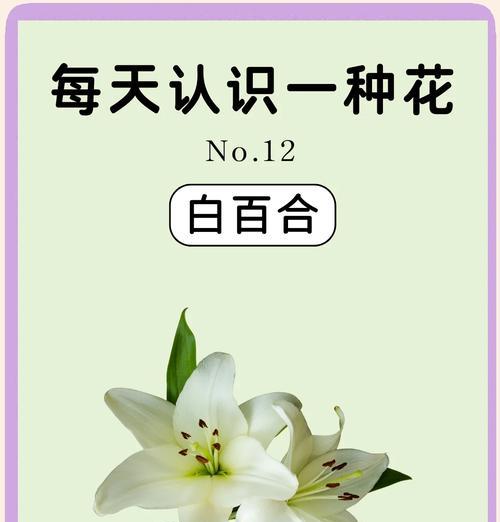 百合花的代表花语有哪些？如何用百合表达爱意？