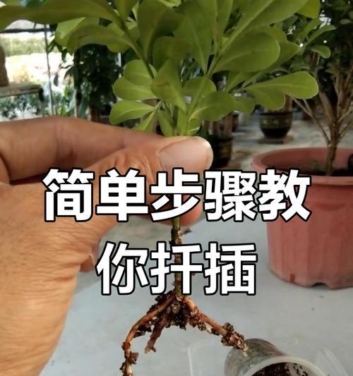 鲜切花能插活吗？扦插技巧有哪些？