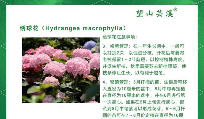 绣球花怎么养？养护技巧有哪些？
