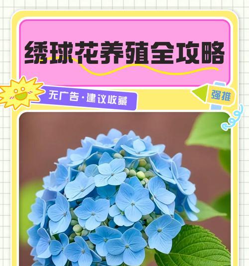 绣球花怎么养？养护技巧有哪些？