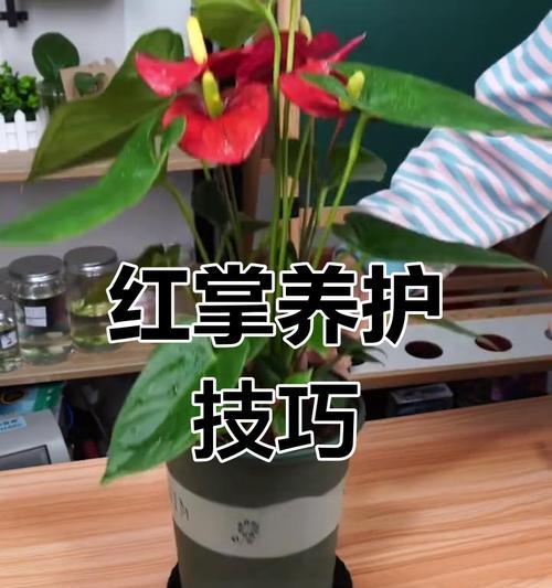 红掌怎么养？养护技巧有哪些？