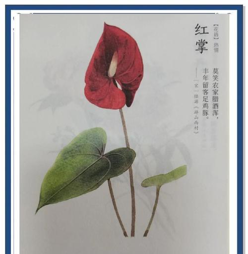 红掌怎么养？养护技巧有哪些？