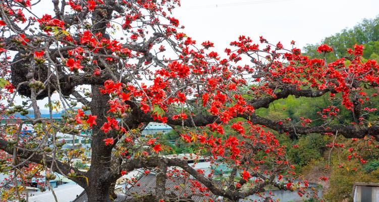 木棉树花期有什么特点？