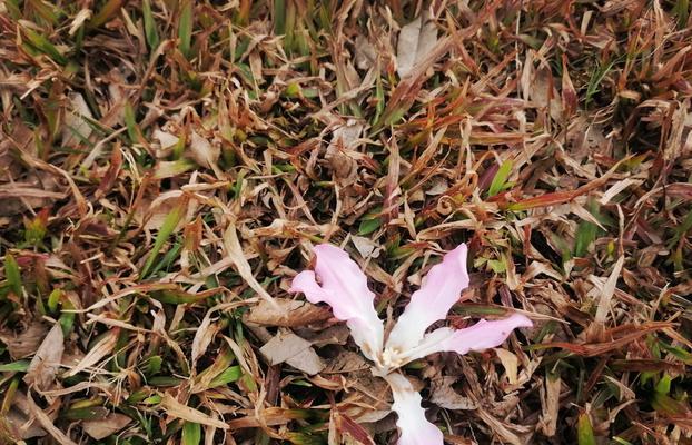 木棉树花期有什么特点？