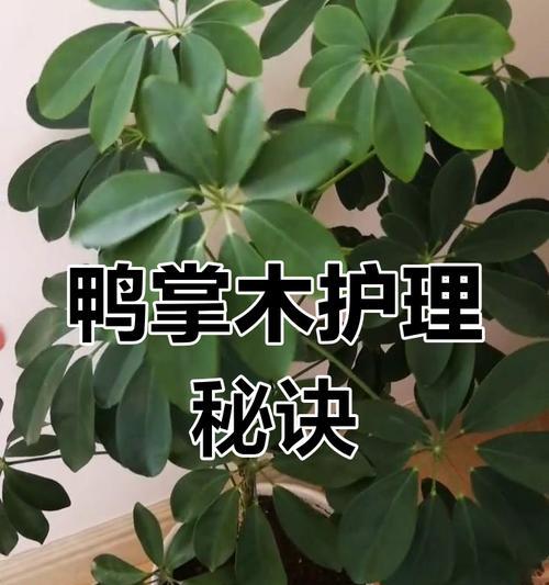 鸭脚木怎么修剪？修剪秘籍分享！