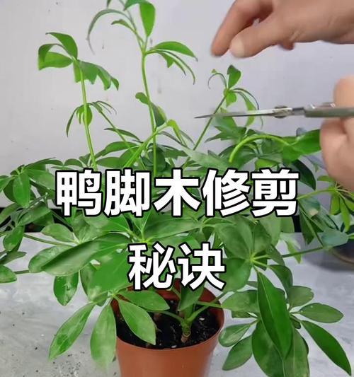 鸭脚木怎么修剪？修剪秘籍分享！