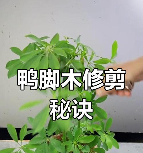 鸭脚木怎么修剪？修剪秘籍分享！