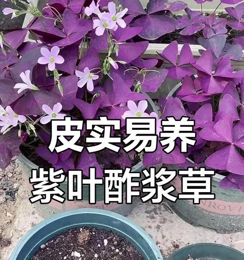 酢浆草怎么养？全面指南分享！