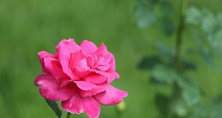 月季怎么养？花中皇后的魅力与养护技巧！