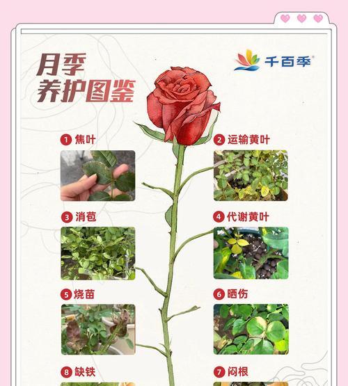 月季怎么养？花中皇后的魅力与养护技巧！