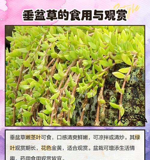 垂盆草是什么？独特之处在哪里？