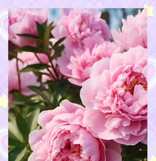 牡丹什么时候开花？最佳赏花期与地域差异是什么？