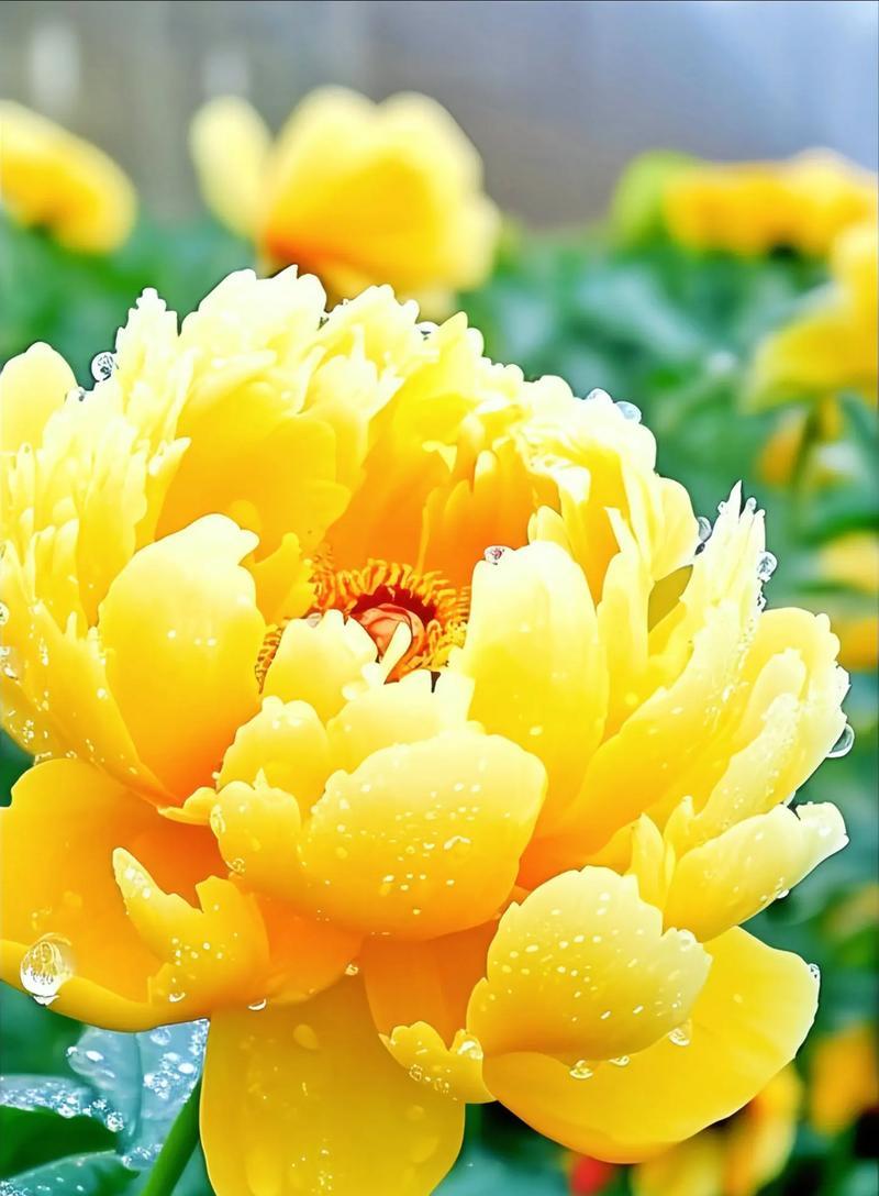 牡丹什么时候开花？最佳赏花期与地域差异是什么？