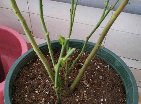 月季花如何养护才能持续开花？
