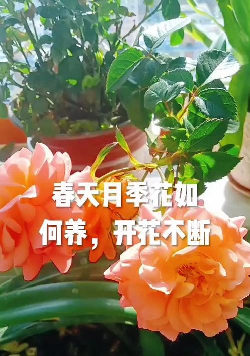 月季花如何养护才能持续开花？