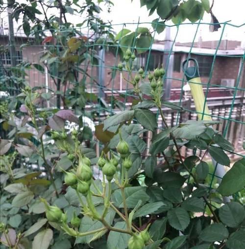 月季花如何养护才能持续开花？