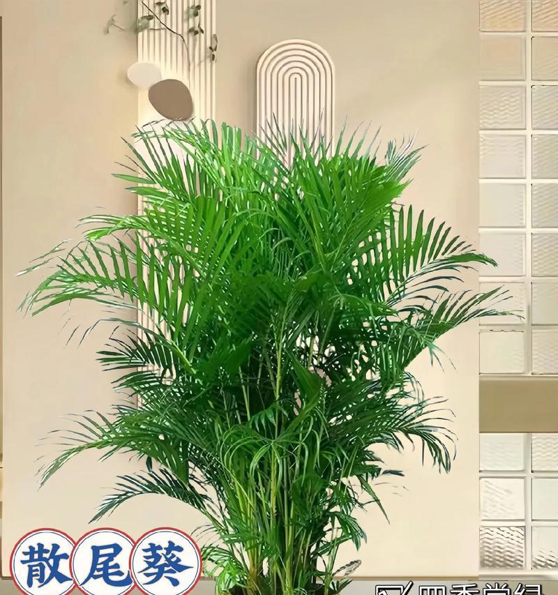 凤尾竹养护需要注意哪些问题？