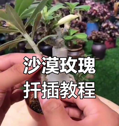 扦插养护技巧是什么？