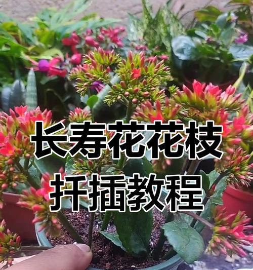 扦插养护技巧是什么？