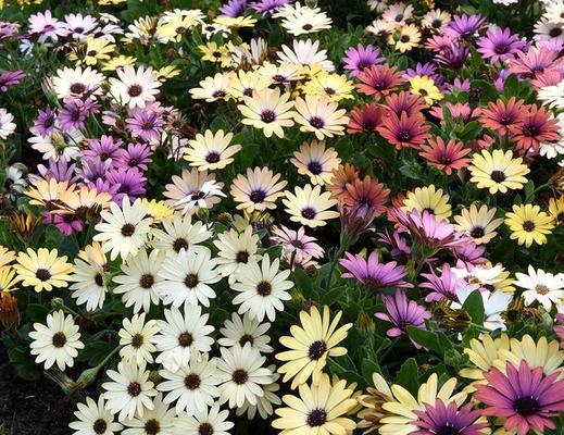 万寿菊养殖要点及夏秋开花秘诀？
