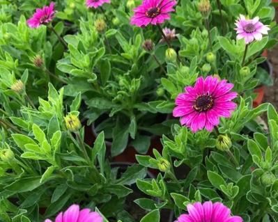 万寿菊养殖要点及夏秋开花秘诀？