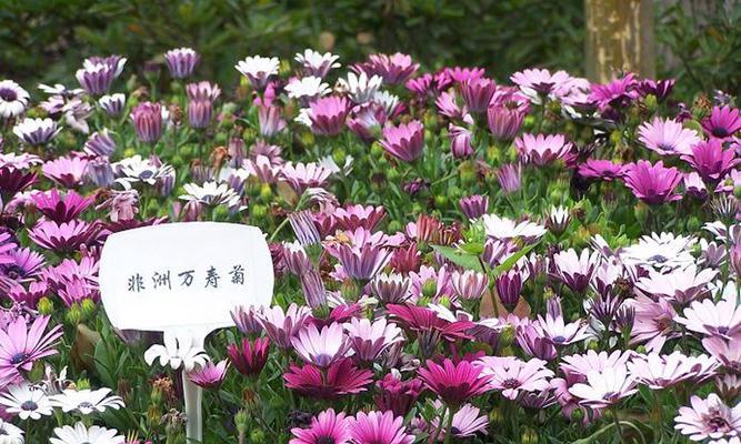 万寿菊养殖要点及夏秋开花秘诀？