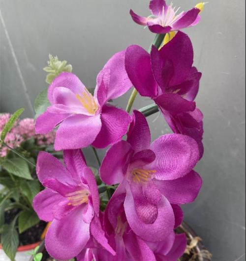 紫罗兰种植管理方法及难度分析？