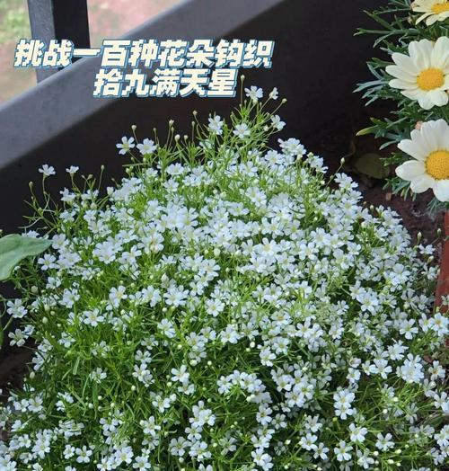 满天星的开花时间是什么时候？