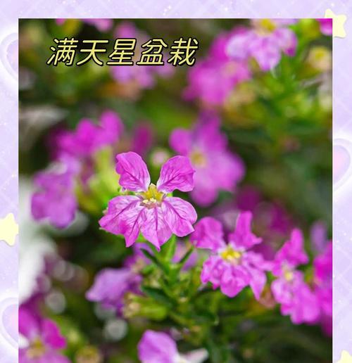满天星的开花时间是什么时候？