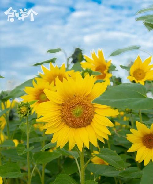 向日葵花期及金色花海绽放秘诀？
