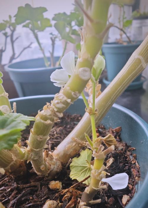 天竺葵叶子的赏析与特征是什么？