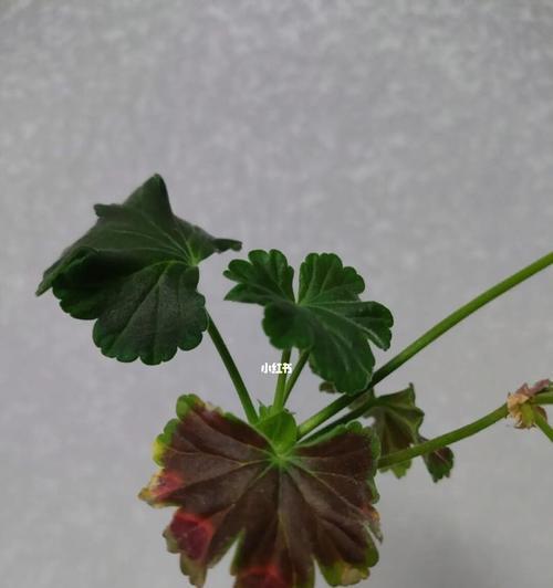 天竺葵叶子的赏析与特征是什么？