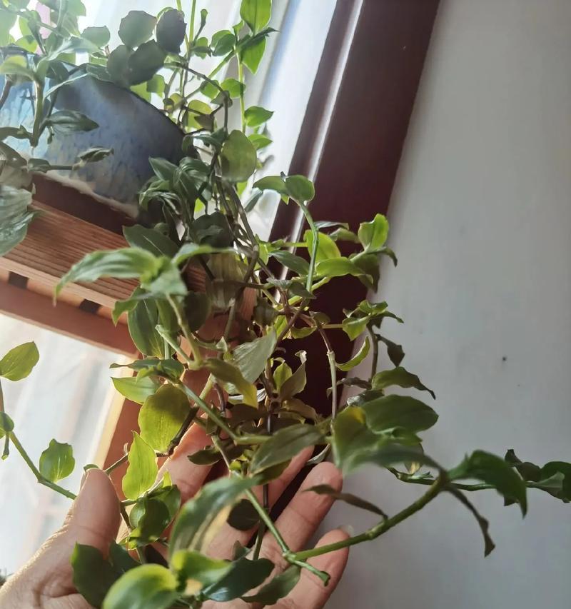 吊竹梅的开花时间是什么时候？